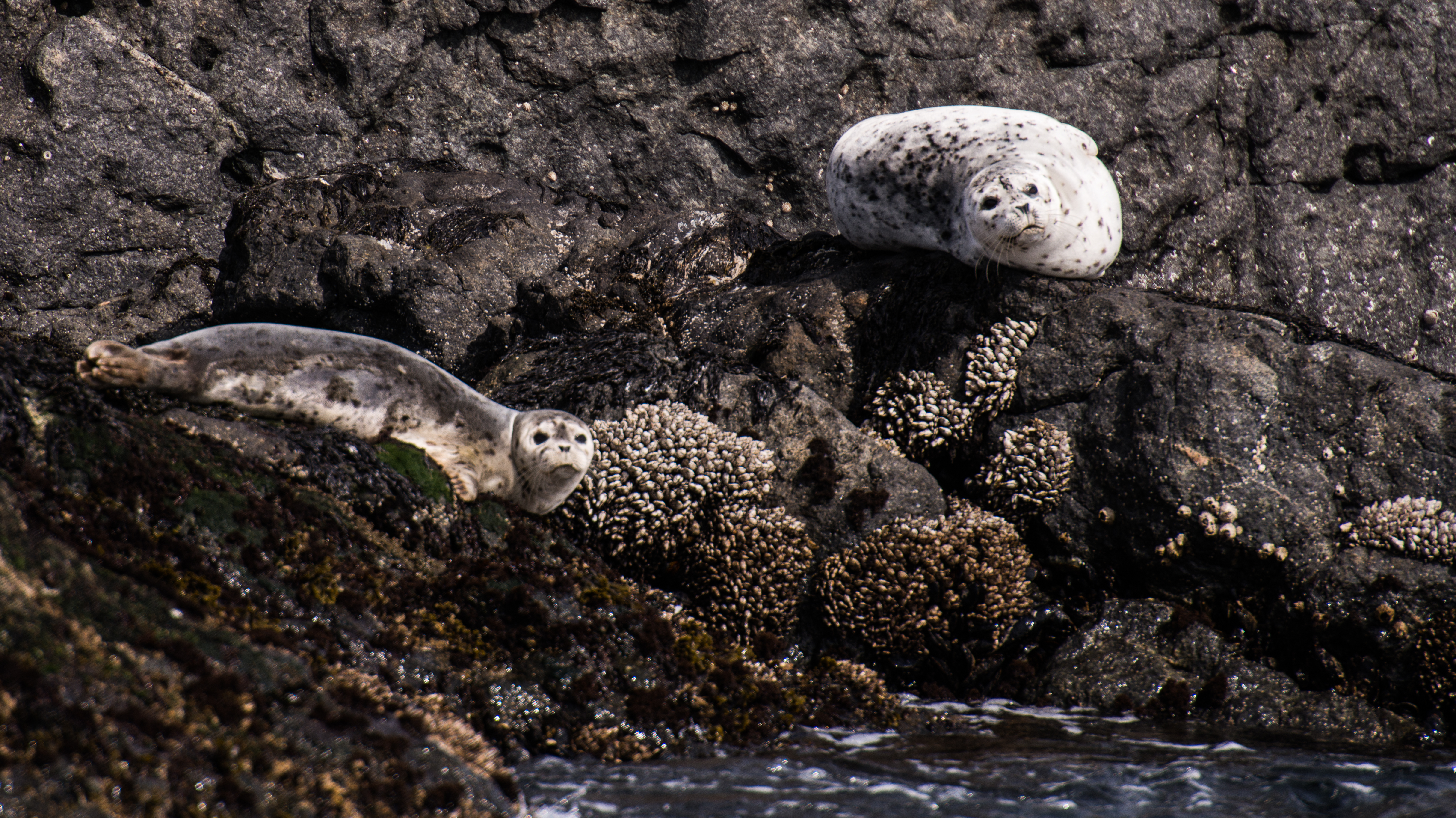 Harbour Seals at Race Rocks